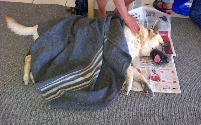 Gansbaai Sterilisasietyd_1